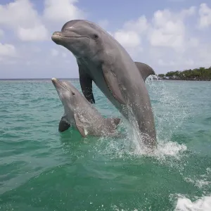 Two Bottle-nosed dolphins (Tursiops truncatus) breaching, Bay Islands, Honduras, Caribbean Two Bottle-nosed dolphins (Tursiops truncatus) breaching, Bay Islands, Honduras, Caribbean