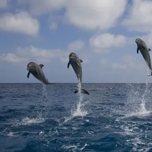 Three Bottle-nosed dolphins (Tursiops truncatus) breaching, Bay Islands, Honduras, Caribbean Three Bottle-nosed dolphins (Tursiops truncatus) breaching, Bay Islands, Honduras, Caribbean