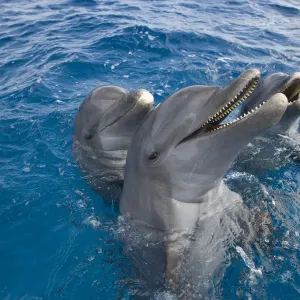 Three Bottle-nosed dolphins (Tursiops truncatus) spy hopping, Bay Islands, Honduras, Caribbean Three Bottle-nosed dolphins (Tursiops truncatus) spy hopping, Bay Islands, Honduras, Caribbean