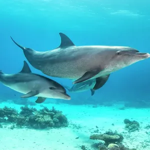 Dauphin à museau de bouteille (Tursiops aduncus) mère et bébé nageant sur un récif corallien. Sha'ab El Erg, Hurghada, Égypte. Mer Rouge. Dauphin à museau de bouteille (Tursiops aduncus) mère et bébé nageant sur un récif corallien. Sha'ab El Erg, Hurghada, Égypte. Mer Rouge.