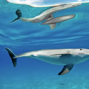 Bottlenose dolphin (Tursiops truncatus) with surface reflection, in shallow water over a sand bank. Sandy Ridge, Little Bahama Bank, Bahamas. Tropical West Atlantic