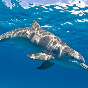 Bottlenose dolphin (Tursiops truncatus) swimming beneath a calm sea surface, Sandy Ridge