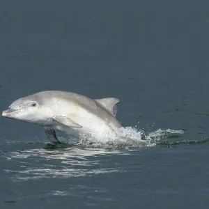 Bottlenose dolphin (Tursiops truncatus) porpoising, Moray Firth, Highlands, Scotland