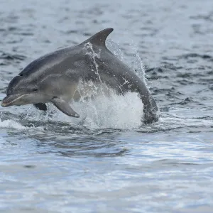 Bottlenose dolphin (Tursiops truncatus) porpoising, Moray Firth, Highlands, Scotland, UK