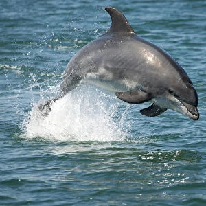 Bottlenose Dolphin (Tursiops truncatus) porpoising, Sado Estuary, Portugal