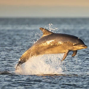 Bottlenose dolphin (Tursiops truncatus) breaching, Moray Firth, Scotland, UK, July