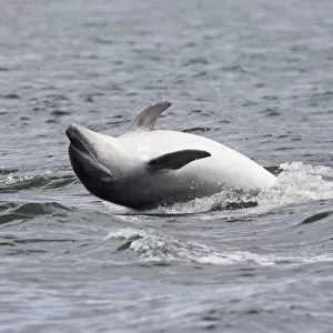 Bottlenose dolphin (Tursiops truncatus) adult spy-hopping, rolling over backwards