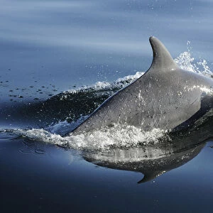 Bottlenose dolphin (Tursiops truncatus) surfacing, off the Lleyn Peninsula, North Wales, UK