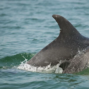 Bottlenose Dolphin (Tursiops truncatus) baby swimming near to mother, Sado Estuary