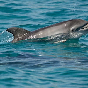 Bottlenose dolphin (Tursiops truncatus) baby age two weeks porpoising, Sado Estuary