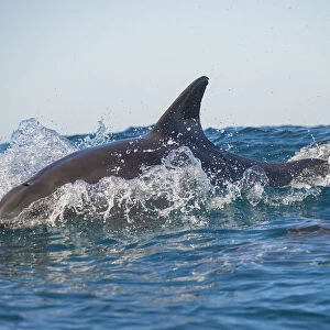 Bottlenose dolphin (Tursiops truncatus) porpoising at surface, Port St Johns, South