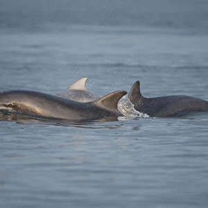 Bottlenose dolphin (Tursiops truncatus) group surfacing in evening light, Moray Firth