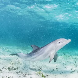 Bottlenose dolphin (Tursiops truncatus) underwater playing in the shallows off Eleuthera, Bahamas