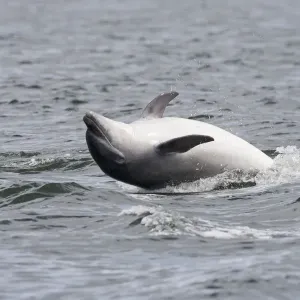 Bottlenose dolphin (Tursiops truncatus) adult spy-hopping, rolling over backwards Bottlenose dolphin (Tursiops truncatus) adult spy-hopping, rolling over backwards
