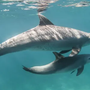 Bottlenose dolphin (Tursiops truncatus) and her calf in waters off of Gubal Island Bottlenose dolphin (Tursiops truncatus) and her calf in waters off of Gubal Island