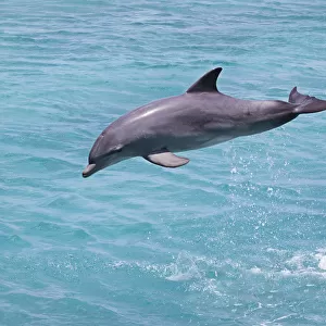 Bottlenose Dolphin (Tursiops truncatus) leaping, Curacao, Netherland Antilles, Caribbean