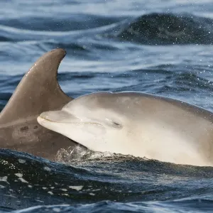 Bottlenose dolphin (Tursiops truncatus) mother and calf breaking surface, Moray Firth Bottlenose dolphin (Tursiops truncatus) mother and calf breaking surface, Moray Firth