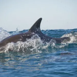 Bottlenose dolphin (Tursiops truncatus) porpoising at surface, Port St Johns, South Bottlenose dolphin (Tursiops truncatus) porpoising at surface, Port St Johns, South