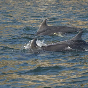 Bottlenose dolphin (Tursiops truncatus) at surface, Moray Firth, Highlands, Scotland. May