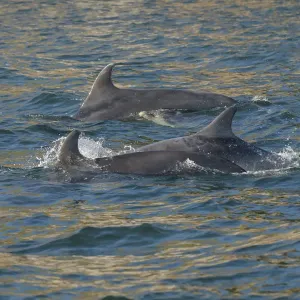 Bottlenose dolphin Print, Moray Firth Highlands Scotland Bottlenose dolphin Print, Moray Firth Highlands Scotland
