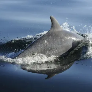 Bottlenose dolphin (Tursiops truncatus) surfacing, off the Lleyn Peninsula, North Wales, UK Bottlenose dolphin (Tursiops truncatus) surfacing, off the Lleyn Peninsula, North Wales, UK
