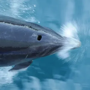 Bottlenose dolphin (Tursiops truncatus) surfacing seen from above, Marlborough Sounds Bottlenose dolphin (Tursiops truncatus) surfacing seen from above, Marlborough Sounds