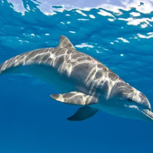 Bottlenose dolphin (Tursiops truncatus) swimming beneath a calm sea surface, Sandy Ridge Bottlenose dolphin (Tursiops truncatus) swimming beneath a calm sea surface, Sandy Ridge