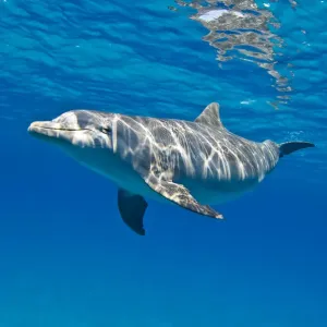 Bottlenose dolphin (Tursiops truncatus) swimming beneath a calm sea surface. Sandy Ridge Bottlenose dolphin (Tursiops truncatus) swimming beneath a calm sea surface. Sandy Ridge