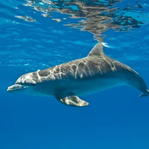 Bottlenose dolphin (Tursiops truncatus) swimming beneath the surface of the sea, Sandy Ridge Bottlenose dolphin (Tursiops truncatus) swimming beneath the surface of the sea, Sandy Ridge