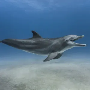 Bottlenose dolphin (Tursiops truncatus) swimming over a sandy bottom, Grand Bahama Bottlenose dolphin (Tursiops truncatus) swimming over a sandy bottom, Grand Bahama