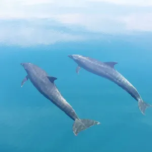 Bottlenose dolphin (Tursiops truncatus) swimming towards sea surface. Santa Catalina Island, Loreto Bay National Park, Sea of Cortez, Mexico. May Bottlenose dolphin (Tursiops truncatus) swimming towards sea surface. Santa Catalina Island, Loreto Bay National Park, Sea of Cortez, Mexico. May