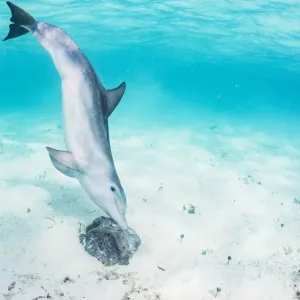 Bottlenose dolphin (Tursiops truncatus) underwater rubbing herself on a sponge off Eleuthera