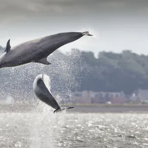 Two Bottlenose dolphins (Tursiops truncatus) breaching, Moray Firth, Scotland, UK