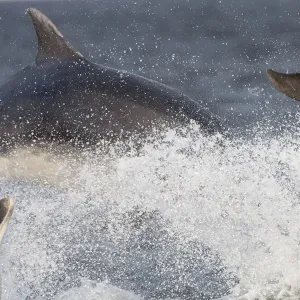 Two Bottlenose dolphins (Tursiops truncatus) breaching, Moray Firth, Inverness-shire