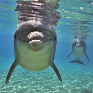 Les dauphins à museau d'bouteille (Tursiops truncatus) s'approchant avec curiosité, récif de Dauphin, Eilat, Israël. Les dauphins à museau d'bouteille (Tursiops truncatus) s'approchant avec curiosité, récif de Dauphin, Eilat, Israël.