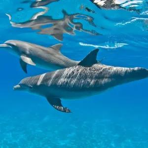 Bottlenose dolphins (Tursiops truncatus) swimming beneath the surface. Sandy Ridge Bottlenose dolphins (Tursiops truncatus) swimming beneath the surface. Sandy Ridge