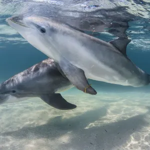 Les dauphins à museau d'éléphant (Tursiops truncatus) nageant au-dessus d'un fond sableux, île de Roatan. Les dauphins à museau d'éléphant (Tursiops truncatus) nageant au-dessus d'un fond sableux, île de Roatan.