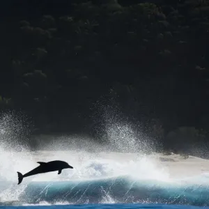 Bottlenosed dolphin (Tursiops truncatus) porpoising during annual sardine run, Port St Johns