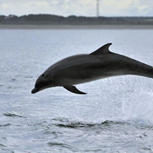 Bottlenosed dolphin (Tursiops truncatus) jumping, Moray Firth, Nr Inverness, Scotland