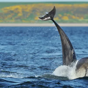 Bottlenosed dolphins (Tursiops truncatus) one jumping the other surfacing, Moray Firth