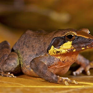 Boulengers wrinkled ground frog (Cornufer boulengeri / Platymantis boulengeri)