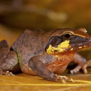 Boulenger's Wrinkled Ground Frog Print Boulenger's Wrinkled Ground Frog Print