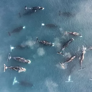 Bowhead whale (Balaena mysticetus), group socialising in shallow water, aerial view