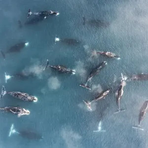 Bowhead Whale Group Print: Aerial View in Shallow Water Bowhead Whale Group Print: Aerial View in Shallow Water