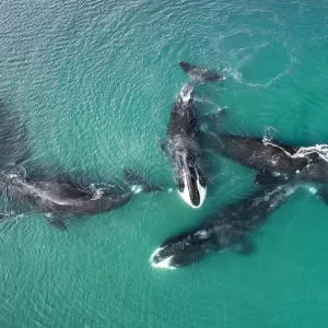 Bowhead whale (Balaena mysticetus), five whales socialising in shallow water, aerial view Bowhead whale (Balaena mysticetus), five whales socialising in shallow water, aerial view