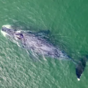 Bowhead whale Print, Aerial View Bowhead whale Print, Aerial View