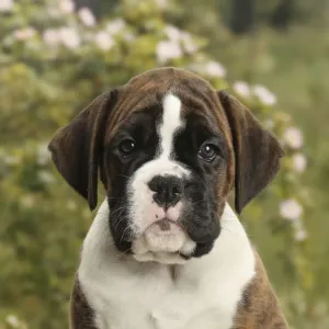 Boxer puppy, 8 weeks Boxer puppy, 8 weeks