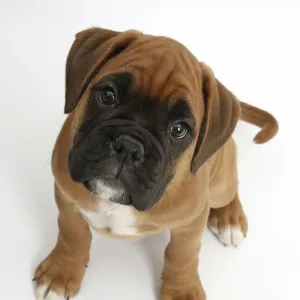 Boxer puppy, Boris, 12 weeks, sitting and looking up, against white background