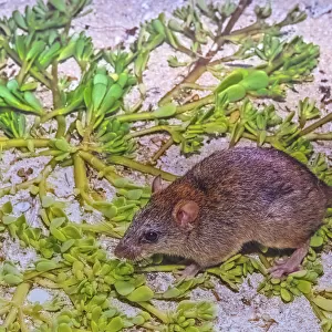 Bramble cay melomys (Melomys rubicola), a small rodent that was endemic to a small coral