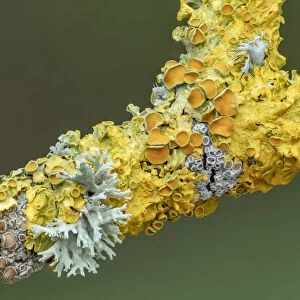 Branch covered with different lichens including Xanthoria parietina